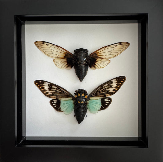 Cicadas
