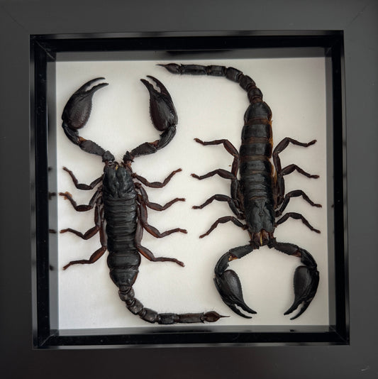 Vietnam Forest Scorpion