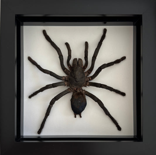 Cobalt Blue Tarantula